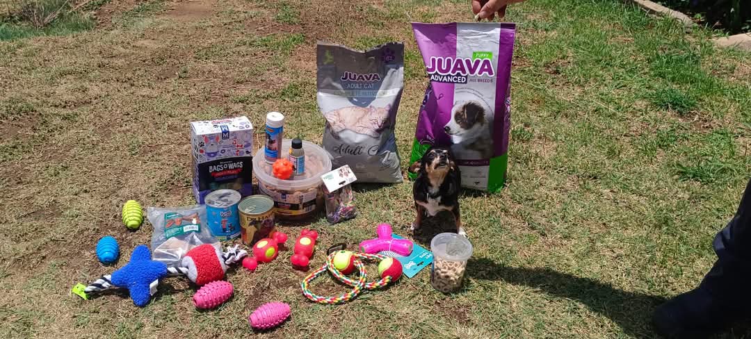 Chihuahua Adoptions SA NPC